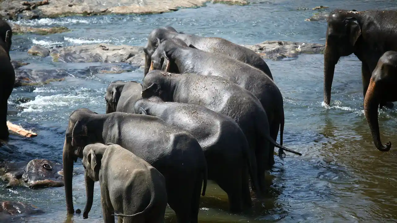 Where Pinnawala Elephant Orphanage is located in Sri Lanka