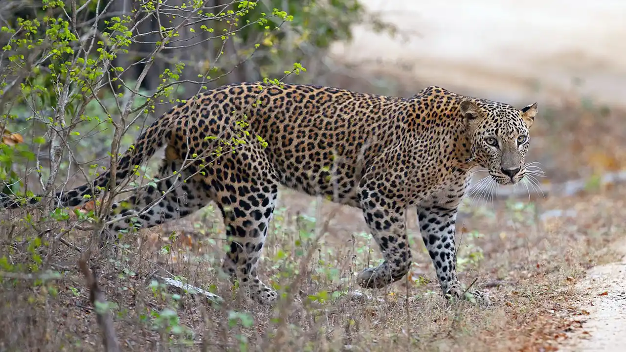 Wildlife photography in Yala National Park, Sri Lanka