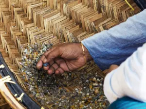 Hands-on gem mining and gravel washing experience in Sri Lanka