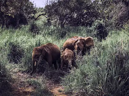 Habarana (Hurulu Eco Park) activities — Day 3 of Elephant Gathering Safari