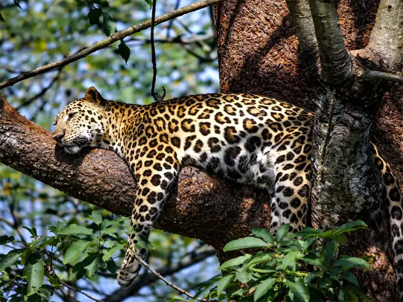 Leopard Safari