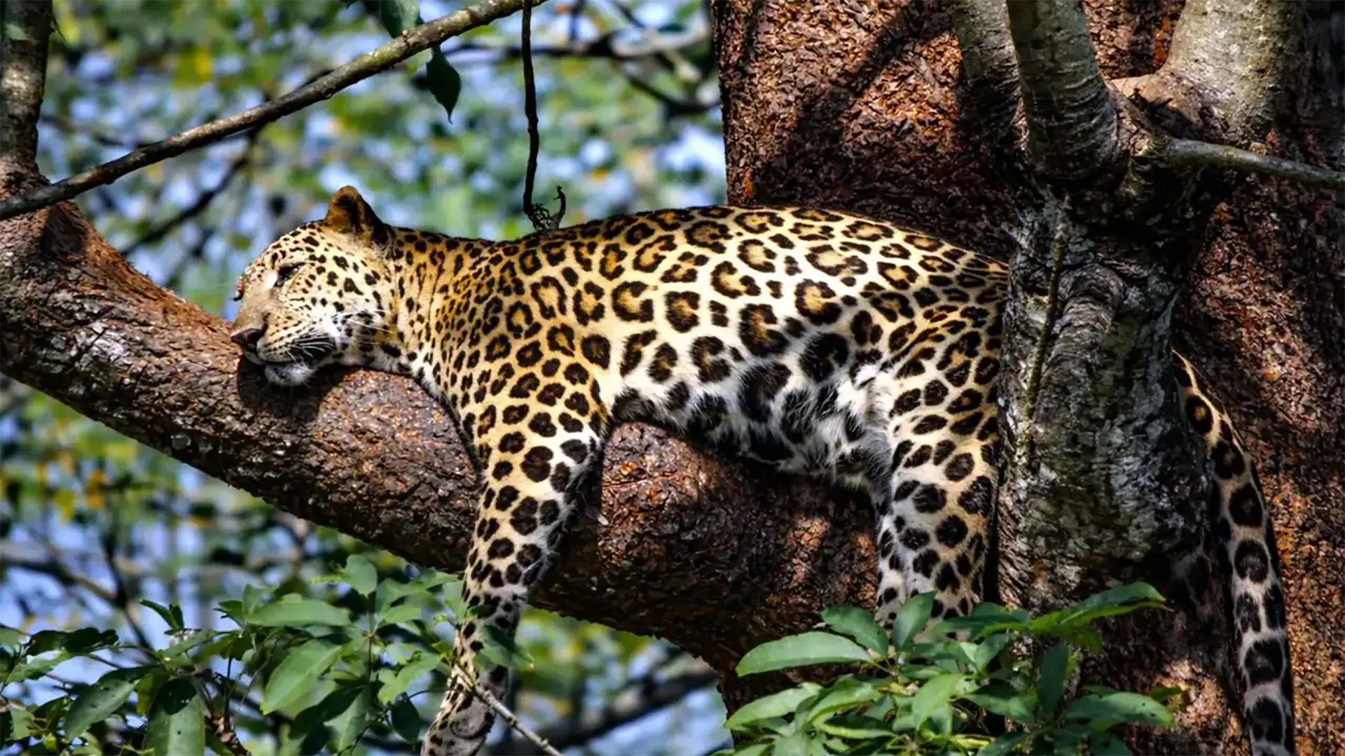 Leopard in Wilpattu National Park, Sri Lanka
