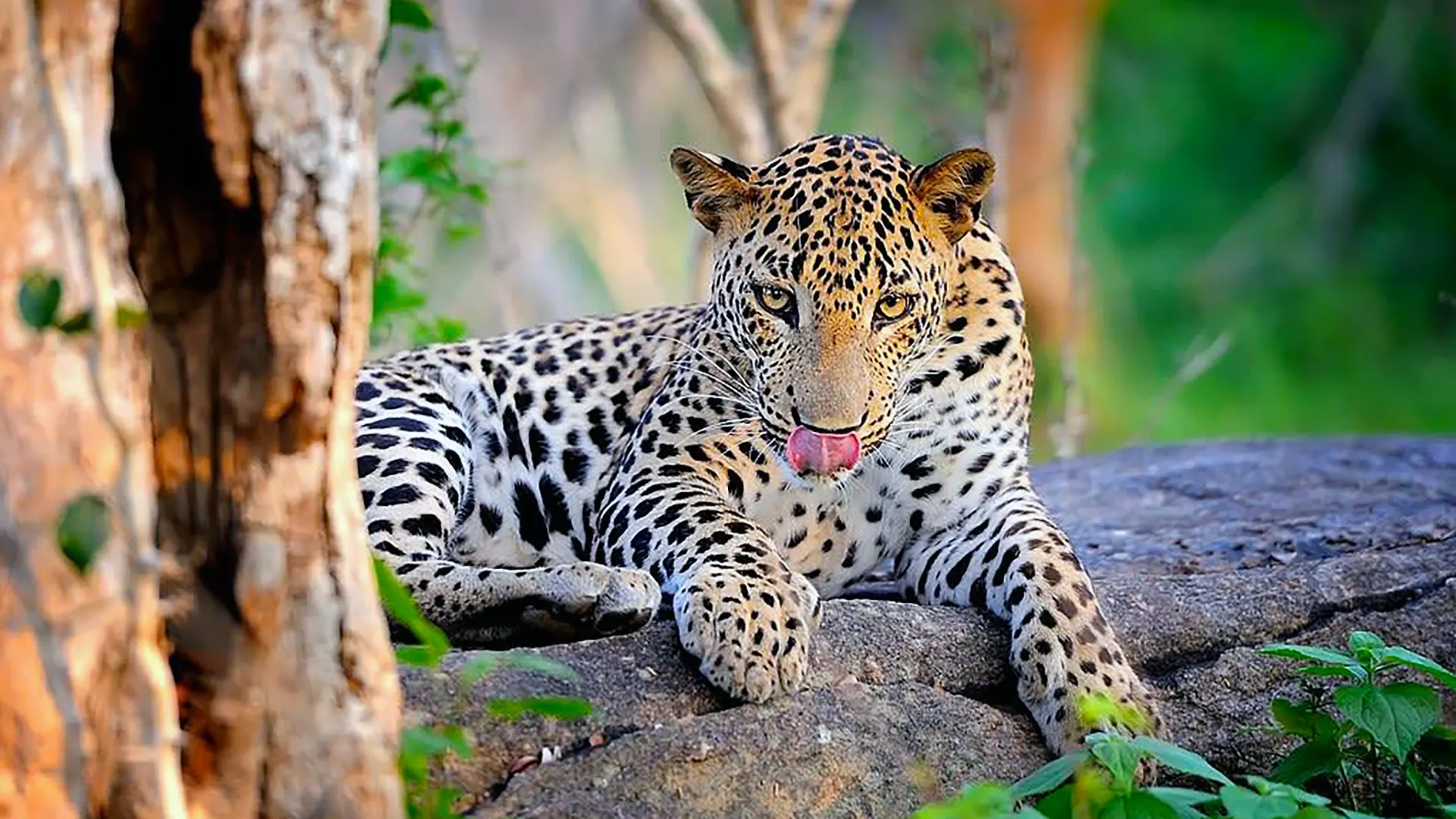 A leopard licking its lips after a successful hunt.