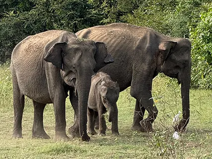 Dambulla activities — Day 3 of Luxury Wildlife Experience