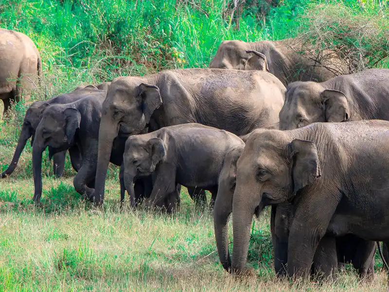 Elephant gathering safari card image, Minneriya, Sri Lanka