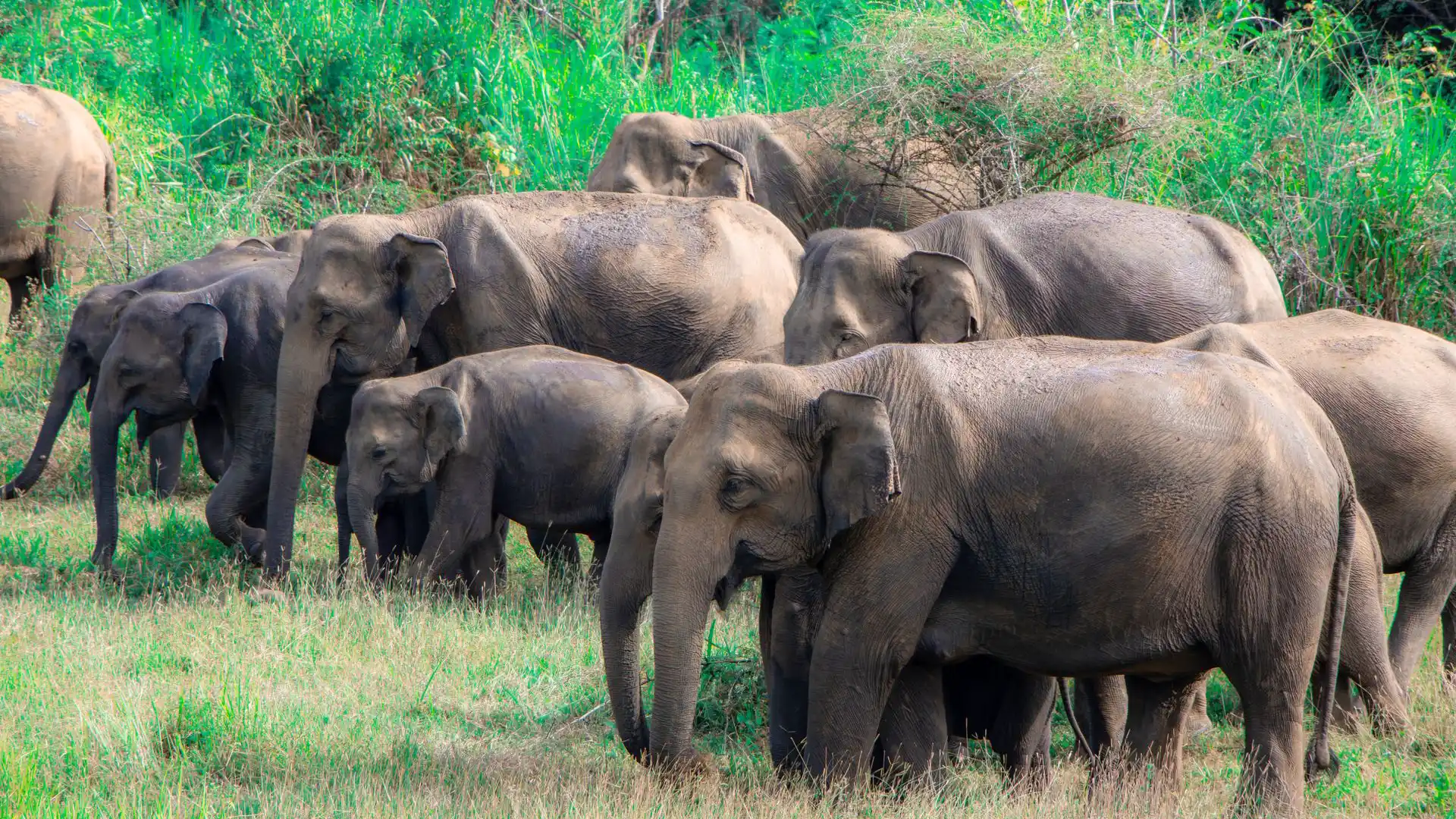 Minneriya Elephant Gathering Safari with Sri Lanka Travel Tours
