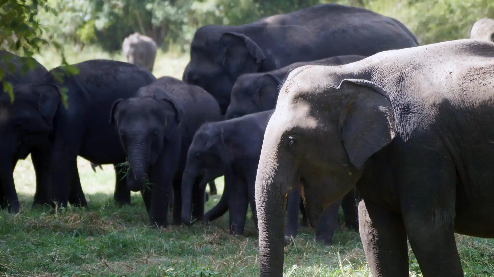 Minneriya National Park elephant safari with Sri Lanka Travel Tours