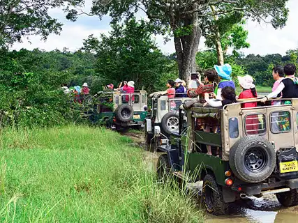 Minneriya activities — Day 4 of Elephant Gathering Safari