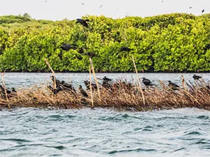 Negombo Lagoon experience – scenic coastal views in Sri Lanka