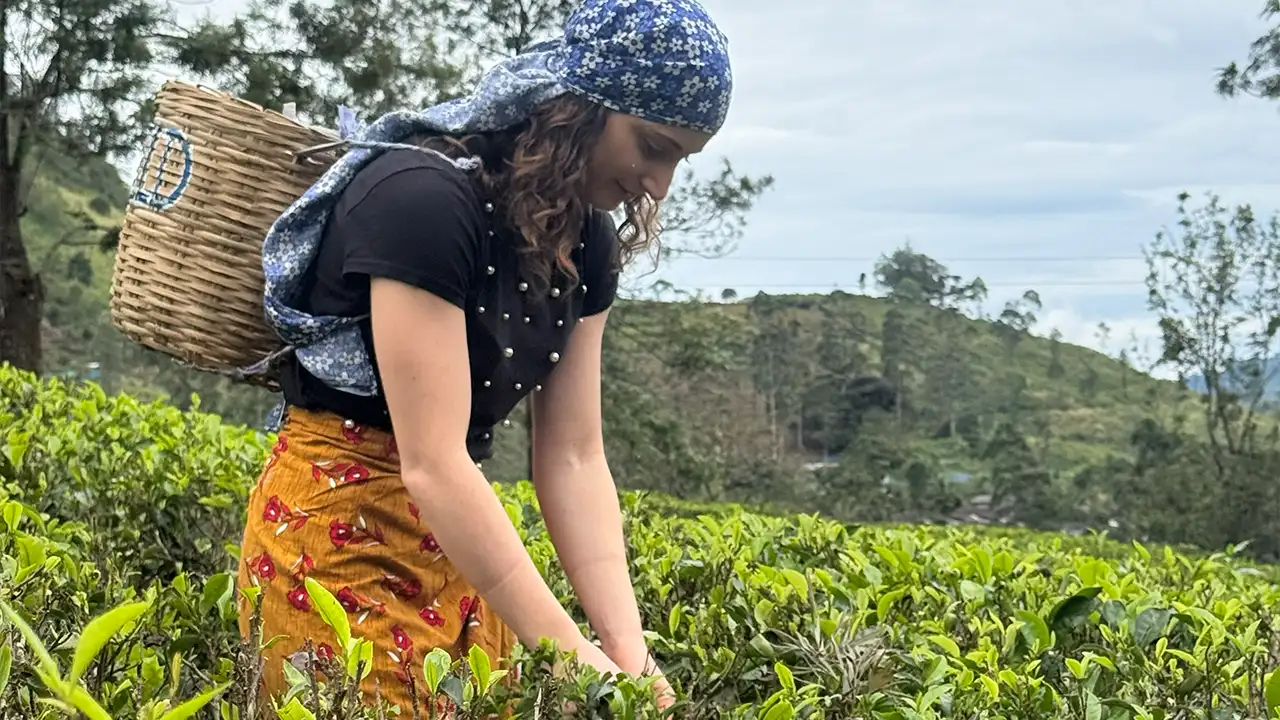 Plucking tea leaves in Sri Lanka