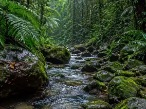Sinharaja Rainforest in Sri Lanka