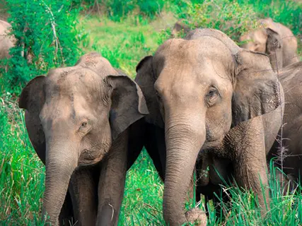 Udawalawe activities — Day 8 of Luxury Wildlife Experience