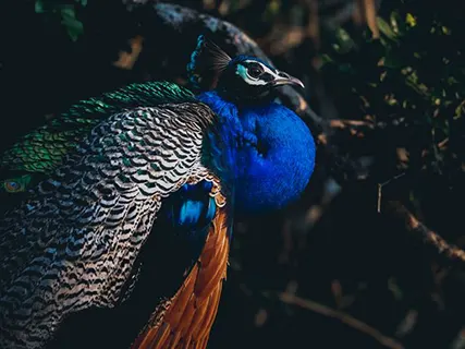 Udawalawe to Yala activities — Day 9 of Luxury Wildlife Experience
