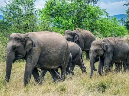 Kaudulla to Wasgamuwa activities — Day 6 of Elephant Gathering Safari