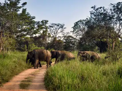 Wasgamuwa to Ella activities — Day 7 of Elephant Gathering Safari