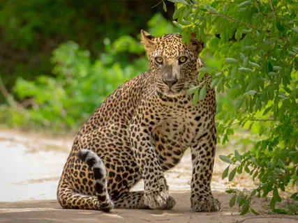 Yala activities — Day 10 of Luxury Wildlife Experience