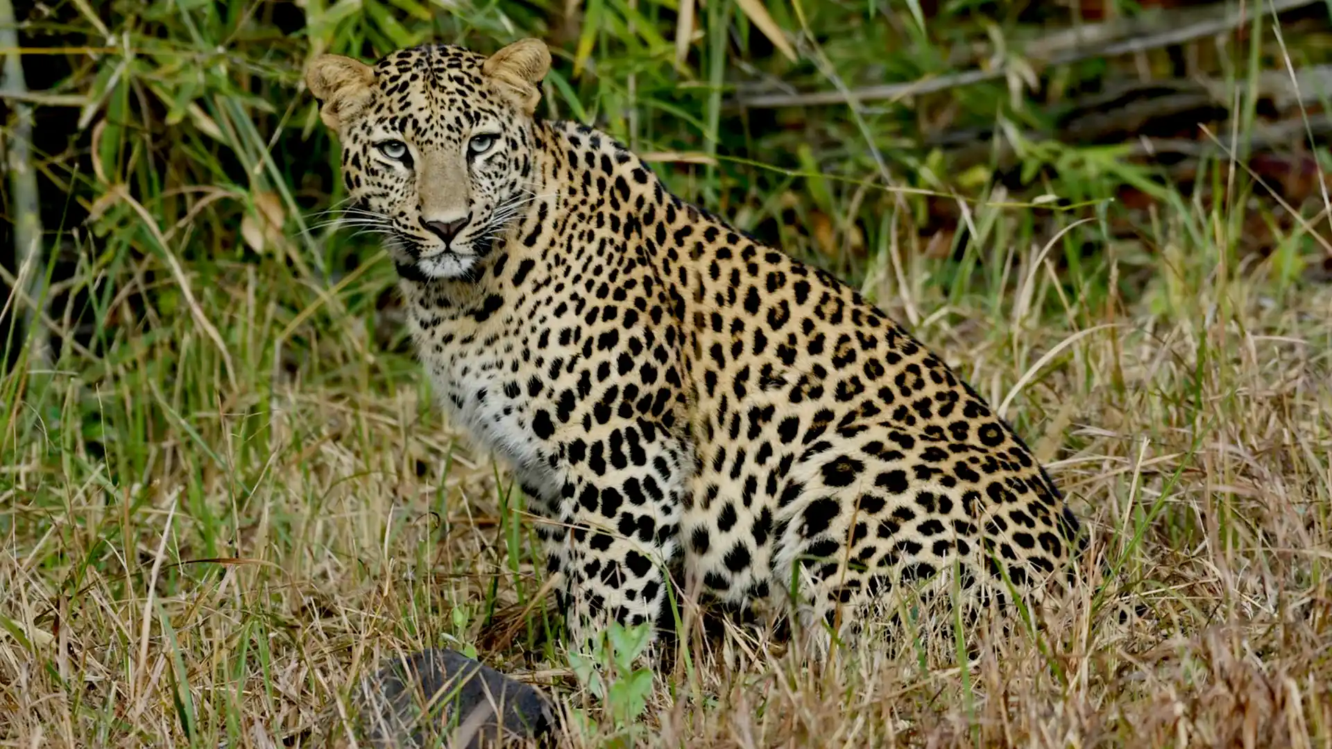Yala Sri Lanka Travel Tours