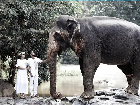 Elephant Wedding Experience in Sri Lanka – Sri Lanka Travel Tours