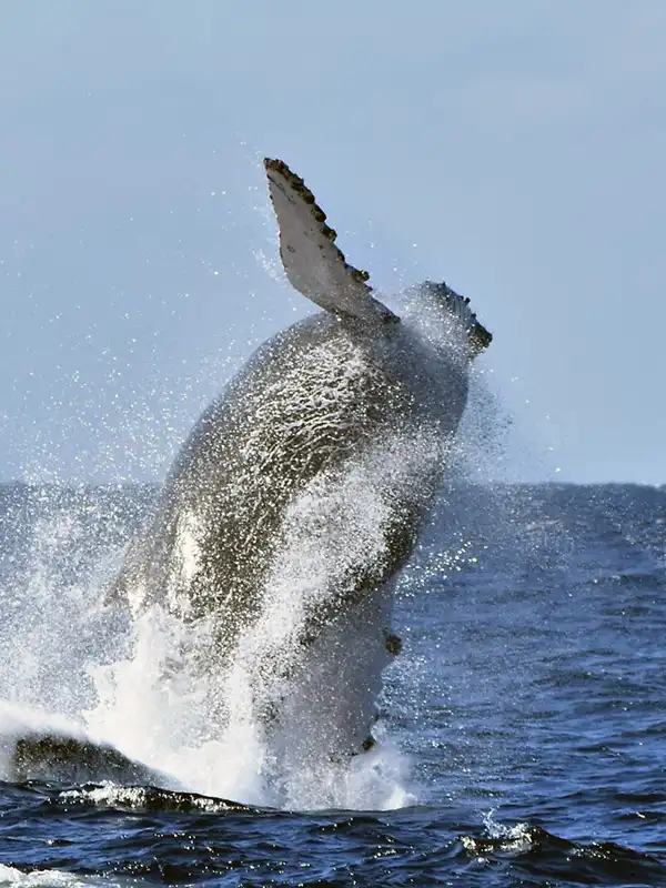 Whale Watching in Mirissa